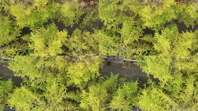 中国广东省韶关市南雄市帽子峰森林公园景区