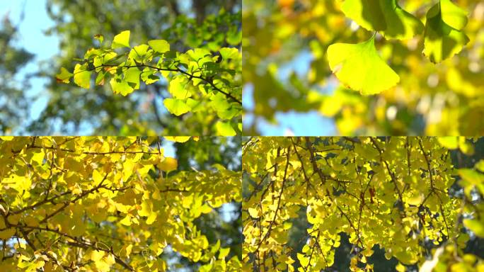 秋天金黄银杏树叶