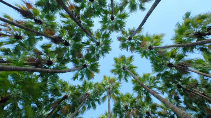 唯美阳光夏天热带植物棕榈树林仰拍旋转