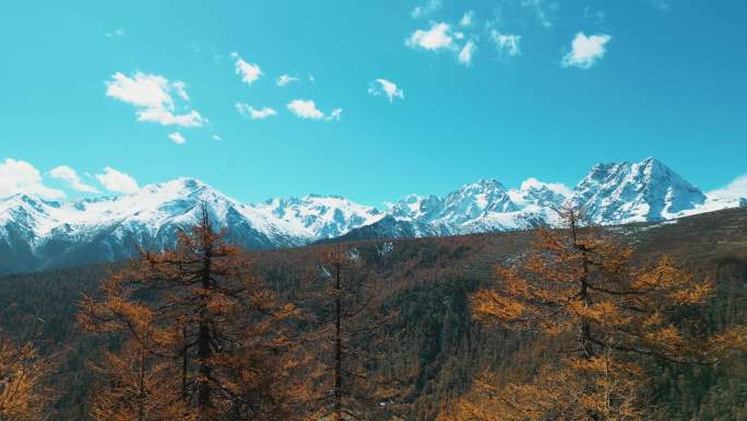 白马雪山落叶松