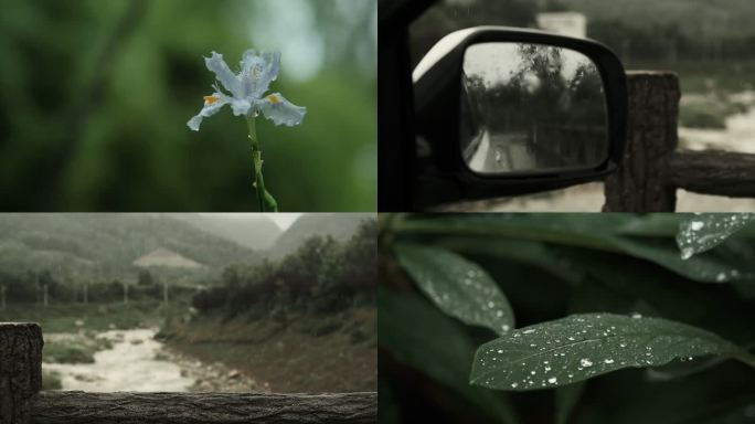 雨中花草