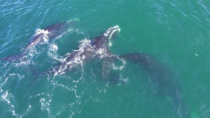 (中景)一群露脊鲸在巴塔哥尼亚附近海域游动时溅起水花