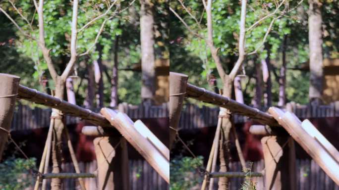 杭州动物园大熊猫吃竹子8K竖屏实拍