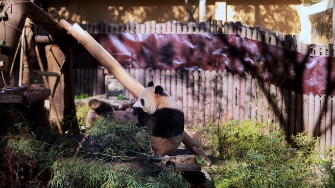 大熊猫香果吃竹子8K实拍