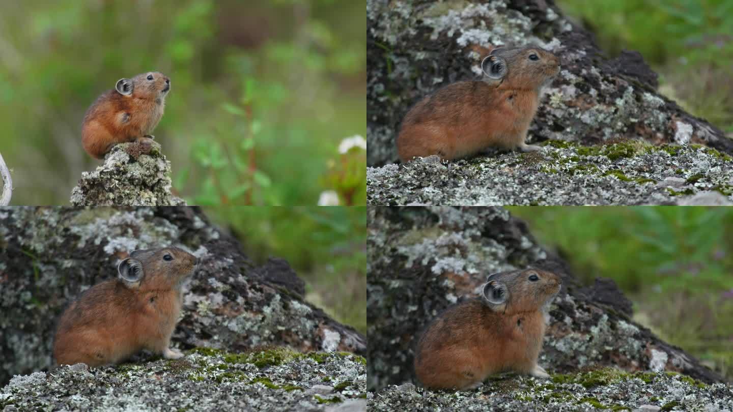 高原鼠兔稀有小动物罕见可爱鼠兔4K超高清