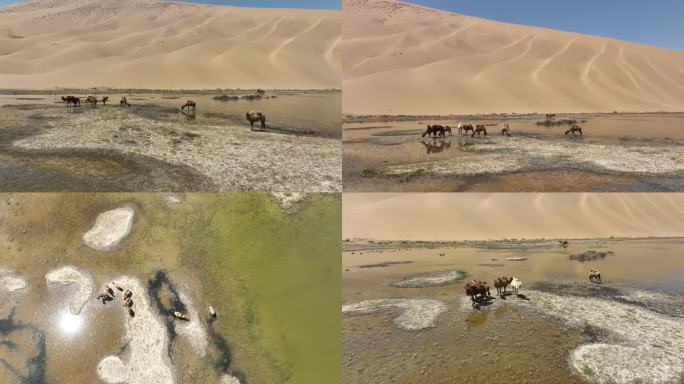 沙漠马喝水 航拍 4K