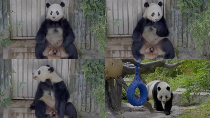 2023广州动物园游览游客大熊猫
