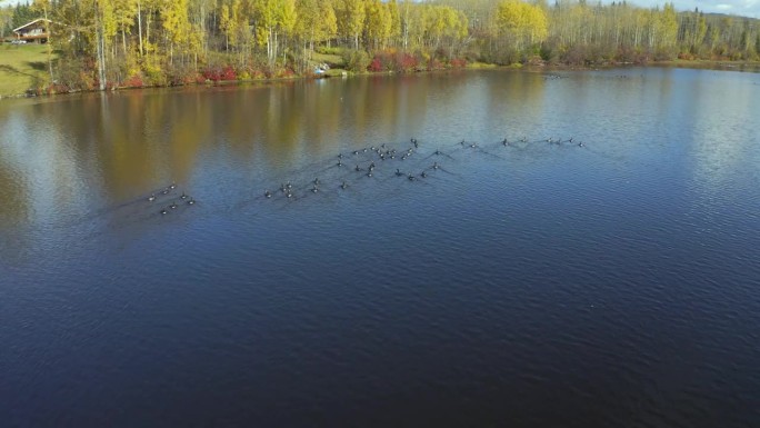 在不列颠哥伦比亚省北部史密瑟斯的西摩湖，一架移动的无人机拍摄了秋天接近加拿大鹅的画面。