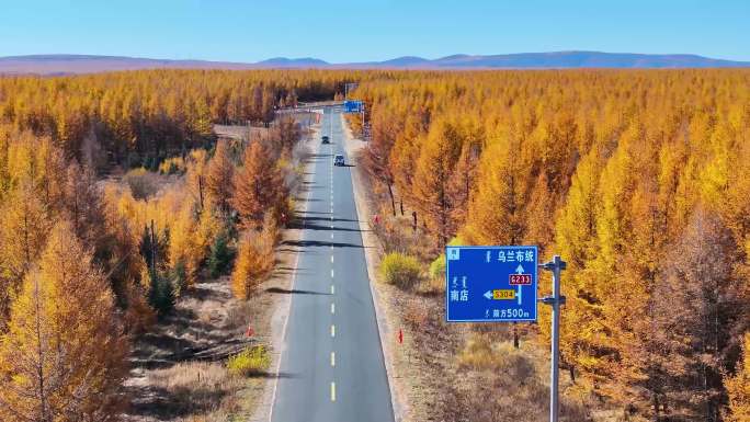 秋景林木公路