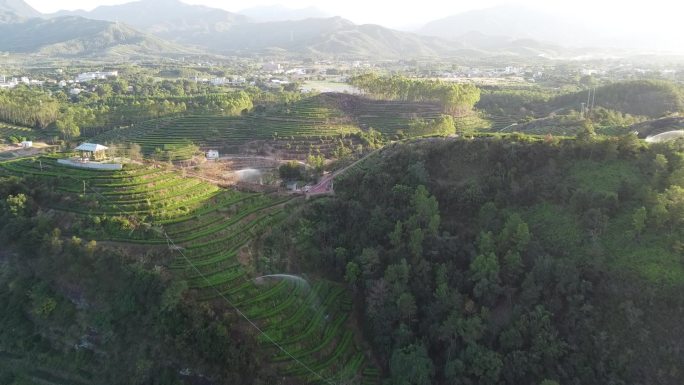 深圳惠州白盆珠茶园大江大河