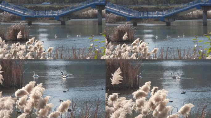 城市里保留的原生态湿地水鸟越冬