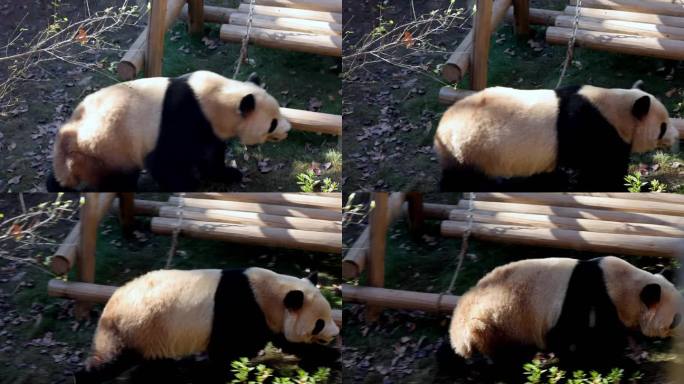 杭州动物园大熊猫实拍