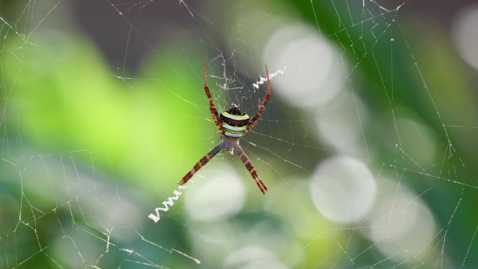 泰国，Argiope keyserlingi圆网蜘蛛，森林中的风移动着这张蜘蛛网，中间是一只蜘蛛