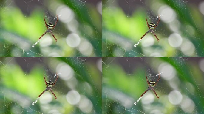 泰国，Argiope keyserlingi圆网蜘蛛，森林中的风移动着这张蜘蛛网，中间是一只蜘蛛