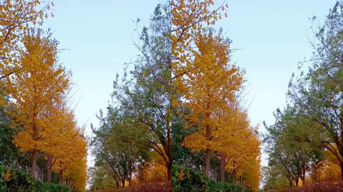 金色秋天彩色树叶狂风落叶银杏叶飘落竖屏