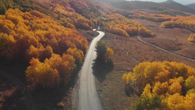 空中回调的道路和金色的白杨树在犹他州的卫兵通道，美国。
