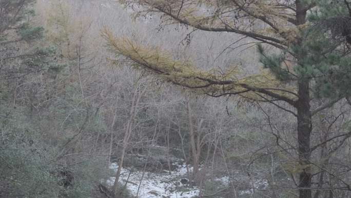 航拍山东省昆嵛山观音寺山顶防火道杉树林