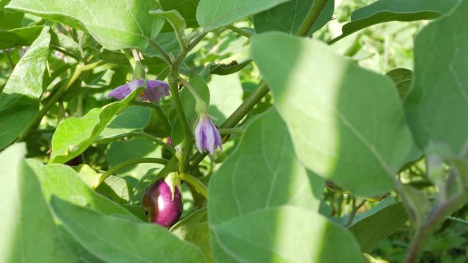 茄子(Solanum melongena)又称茄子、龙葵、龙葵、茄子，是茄科的一种植物。