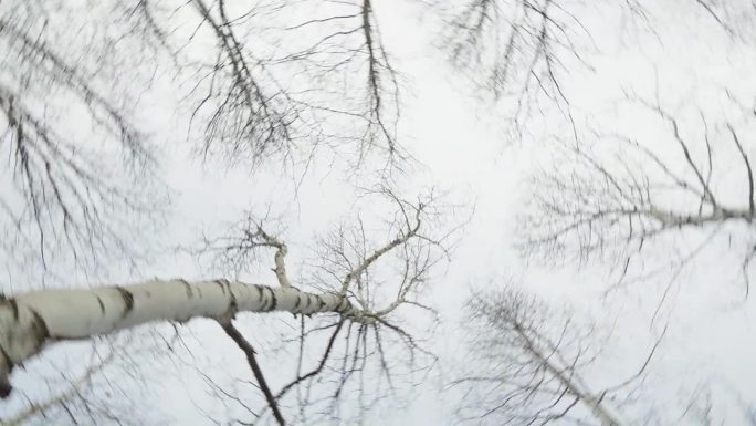 枯死的冬桦树冠在多云的苍穹中旋转着抬头仰望