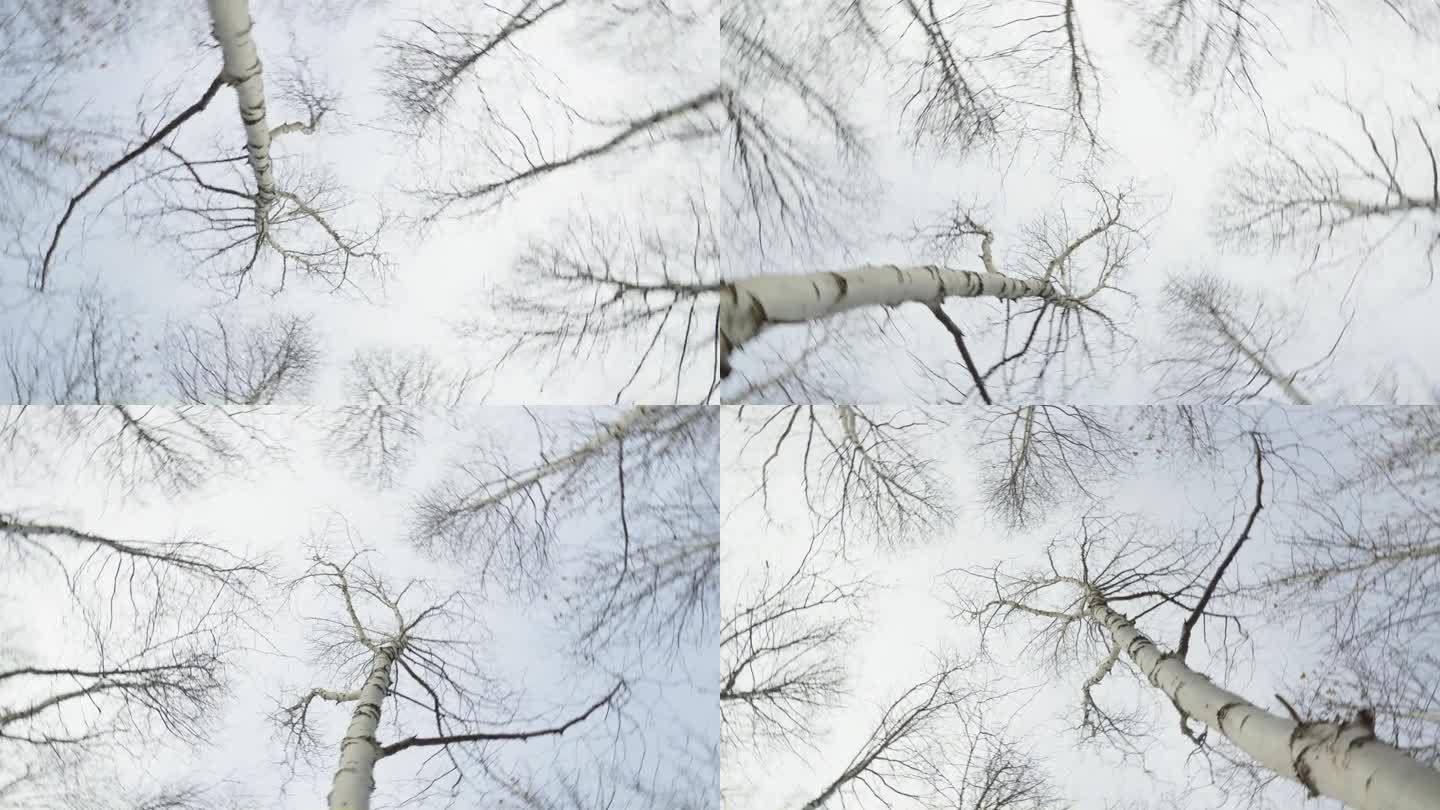 枯死的冬桦树冠在多云的苍穹中旋转着抬头仰望