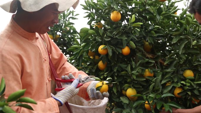 农户在地里摘橙子