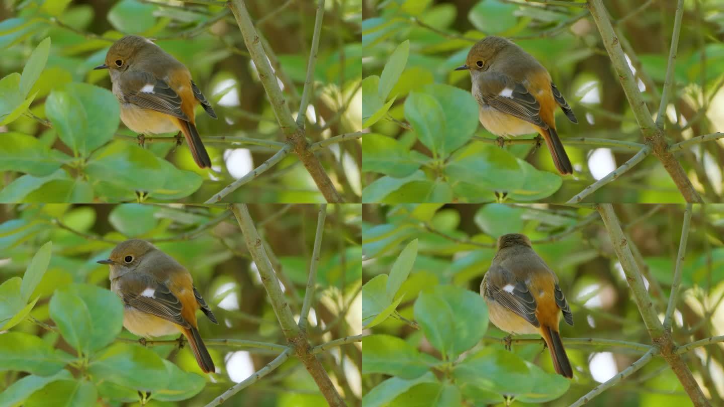 达斡尔红start雌鸟在灌木树枝后视图详细