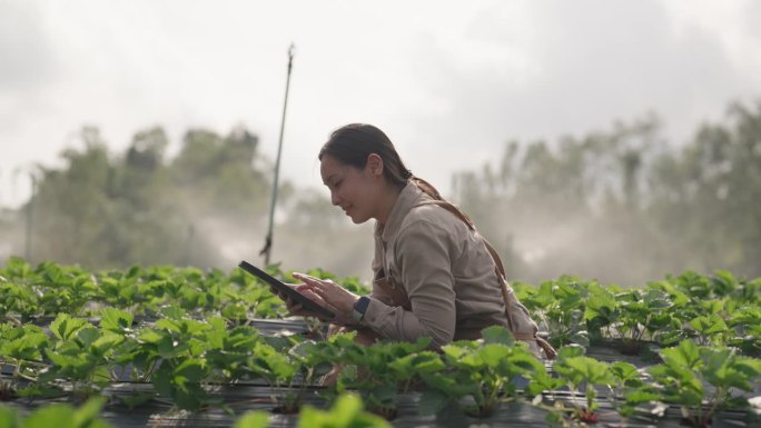 女农民使用平板电脑