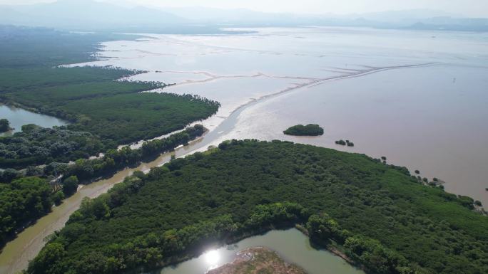 深圳福田红树林