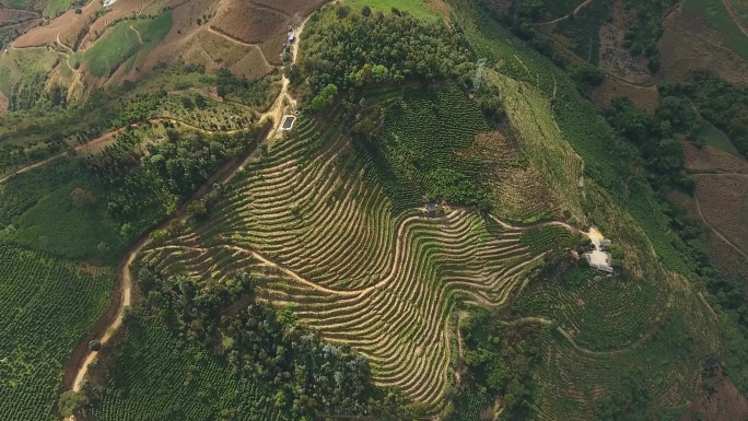 云南省保山市咖啡基地