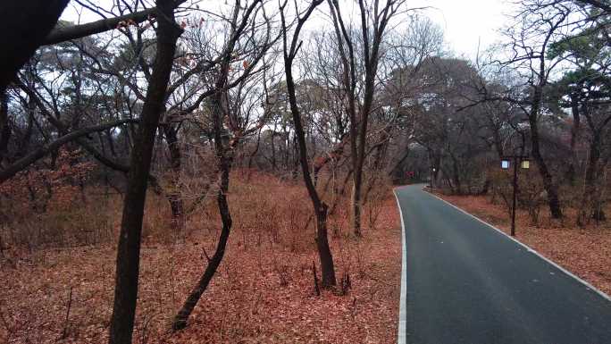 秋天落叶 森林 道路 红叶