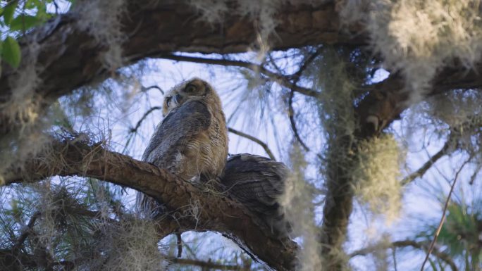 大角鸮幼鸟栖息在树上望向远方