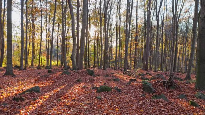 日出森林之旅;金色的光照亮了秋天的树叶，与长长的影子形成对比。