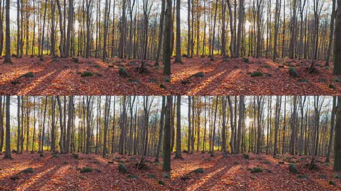 日出森林之旅;金色的光照亮了秋天的树叶，与长长的影子形成对比。