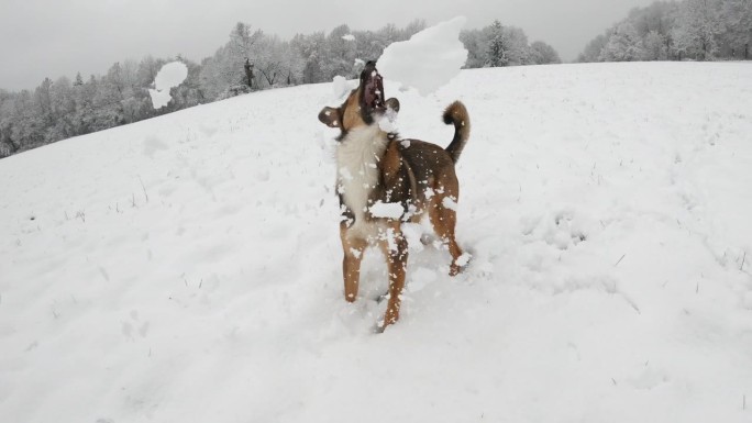 一只可爱的小狗在白雪皑皑的乡村散步时抓着飞舞的雪球