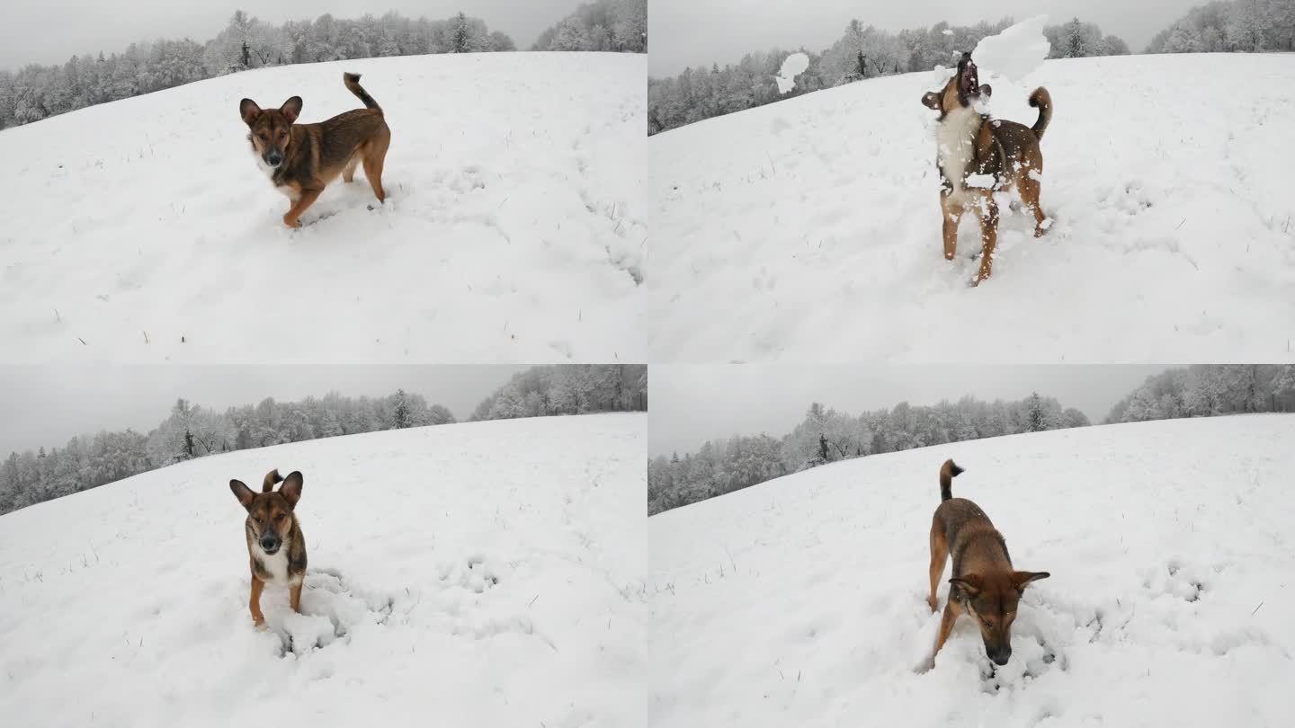 一只可爱的小狗在白雪皑皑的乡村散步时抓着飞舞的雪球