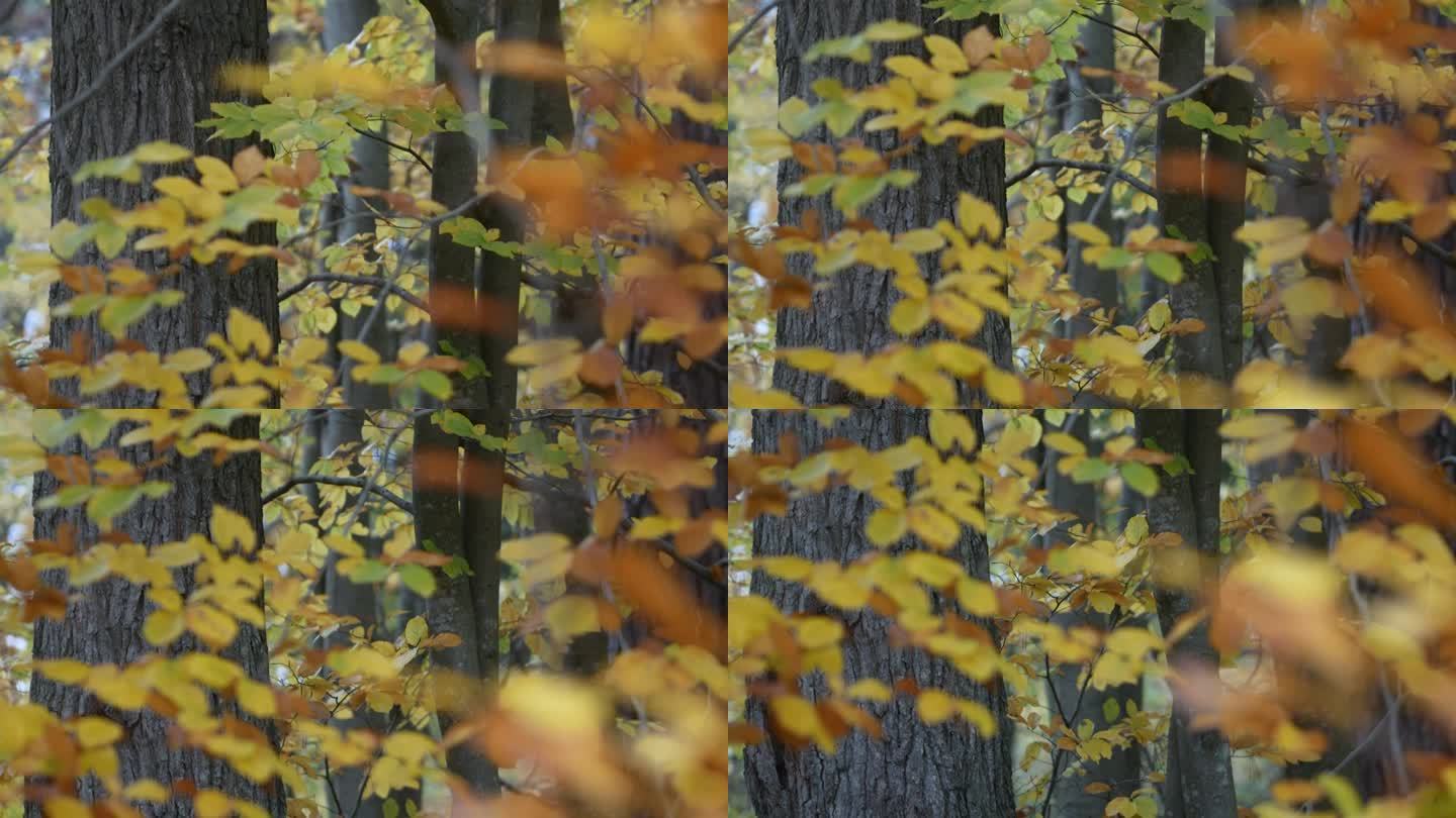 色彩斑斓的秋日森林，柔和的光线，紧拍