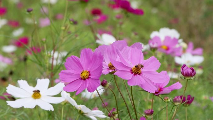 阳光下唯美格桑花波斯菊秋英花合集