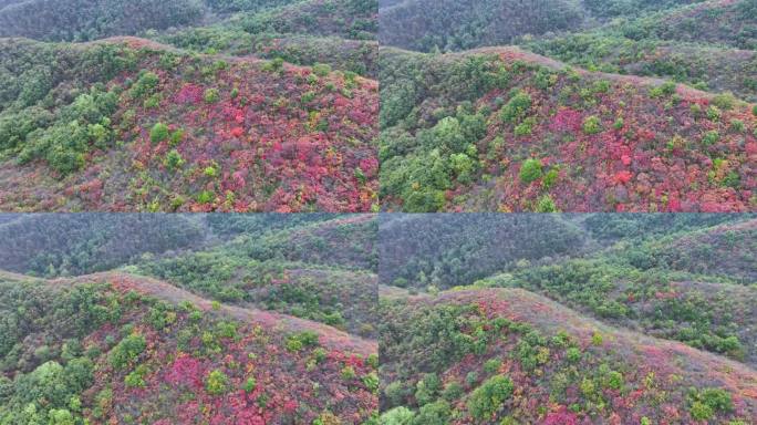 航拍满山红叶深林