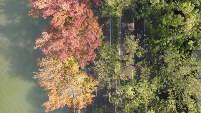 【空镜素材】充满秋意的道路 秋天