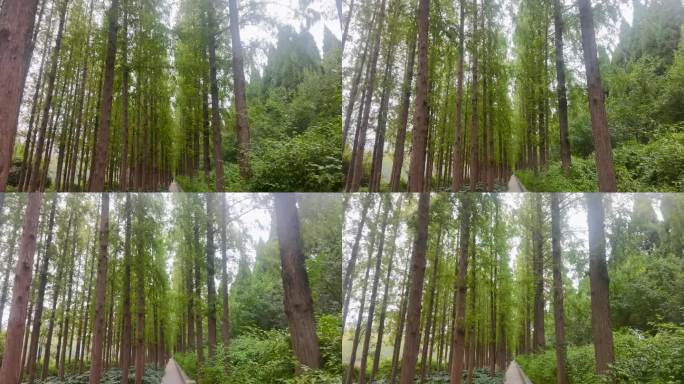 幽静的小路两侧生长高大的水杉树