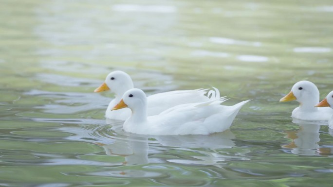 一群白鸭子漂浮在天然河流的水面上放松地游泳。
