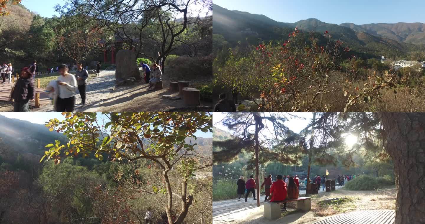 北京旅游香山公园秋天金色游客爬香山红叶