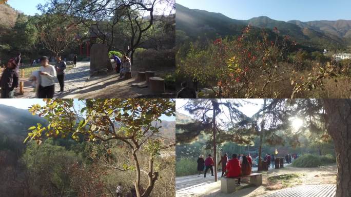 北京旅游香山公园秋天金色游客爬香山红叶