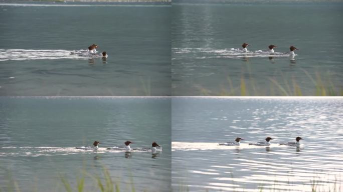 在加拿大落基山脉的湖中游泳的普通秋沙鸭。近距离