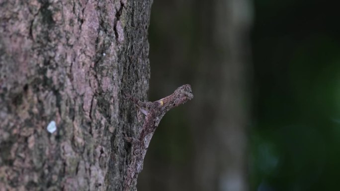 在伪装的树皮上抬头看，然后突然向右边看，另一棵树在风中摇曳，斑点飞龙maculatus，泰国