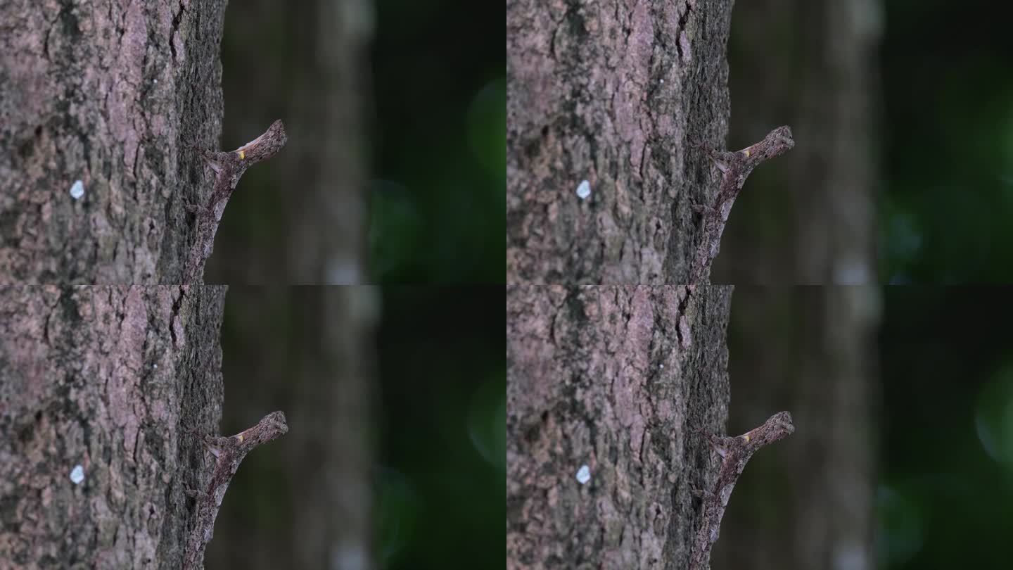 在伪装的树皮上抬头看，然后突然向右边看，另一棵树在风中摇曳，斑点飞龙maculatus，泰国
