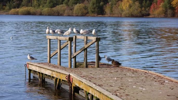 秋天，在淡水湖的浮船坞休息的鸭子和海鸥