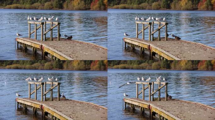 秋天，在淡水湖的浮船坞休息的鸭子和海鸥