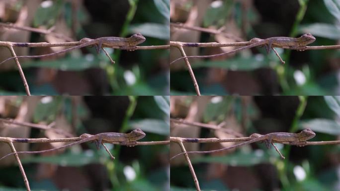 泰国，东方花园蜥蜴，假装自己是树枝的一部分，一动也不动，但你可以看到它在强烈地呼吸