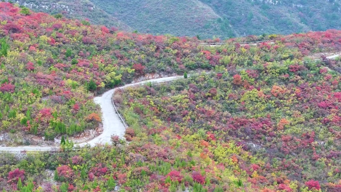 4k航拍山路漫山红叶